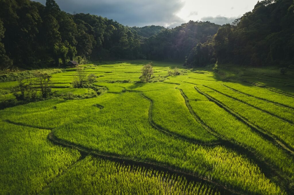 Aerial view on green rice field In the rural forest